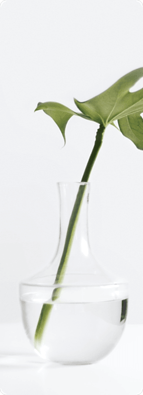 Растение в вазе